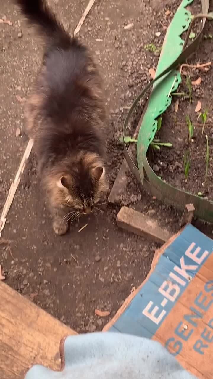 Дворовый котик