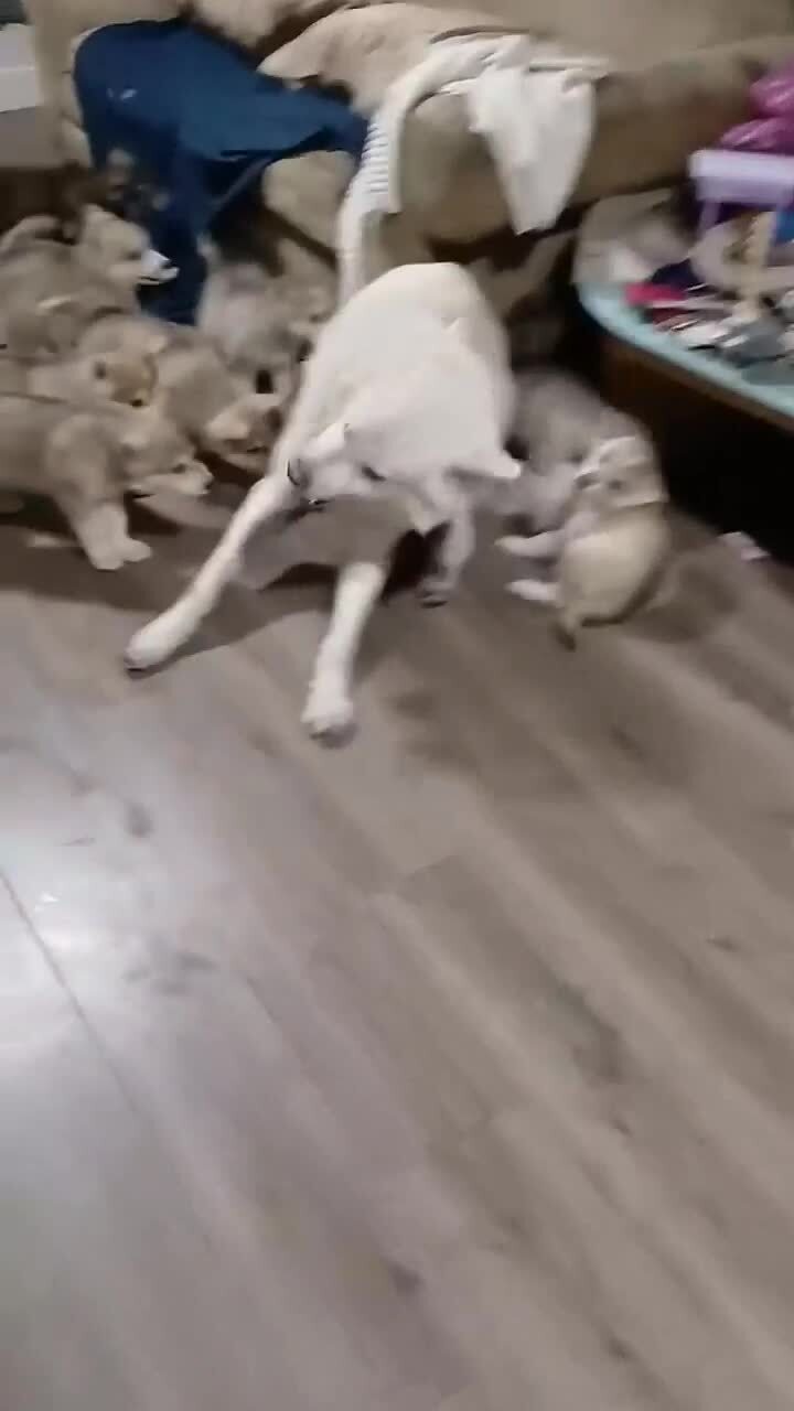 Солянка