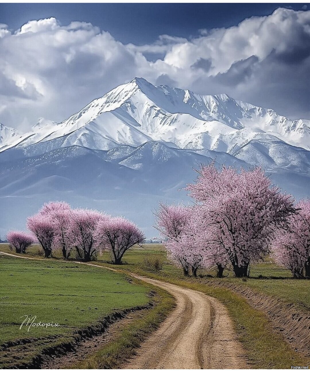 Солянка