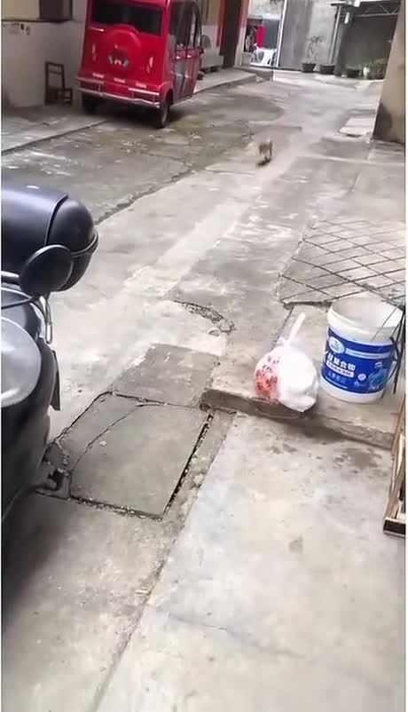 Люблю жареную