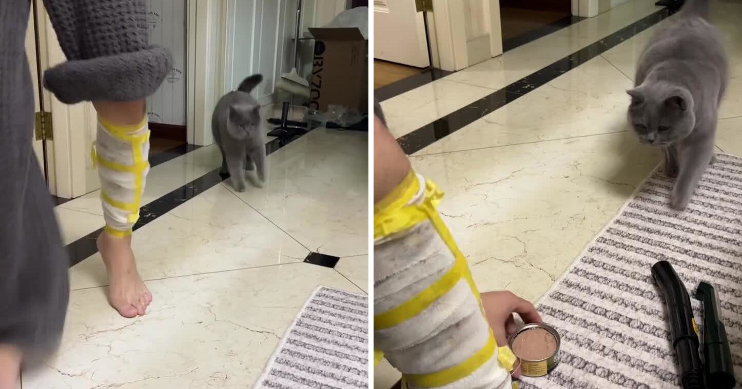Какие же коты бывают хитрые и умные