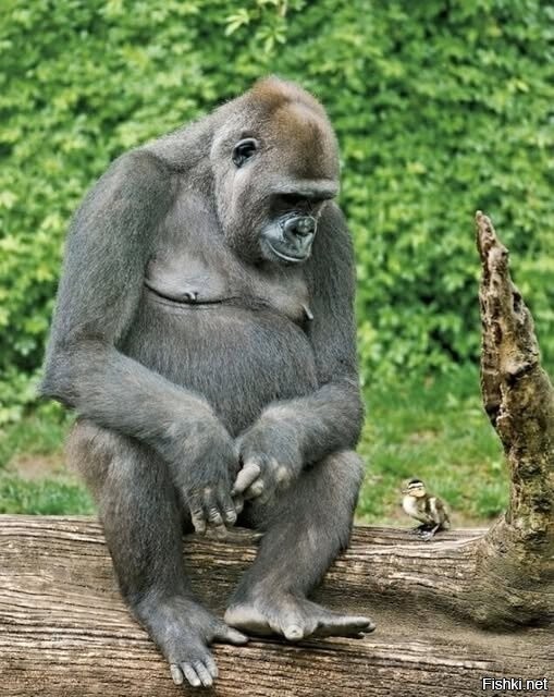 Большой ребёнка не обидит