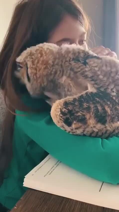 Нежности совиные)