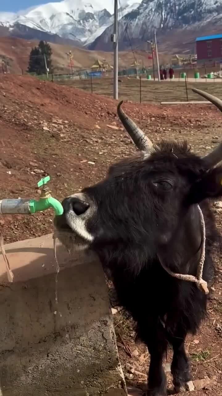Сообразительность