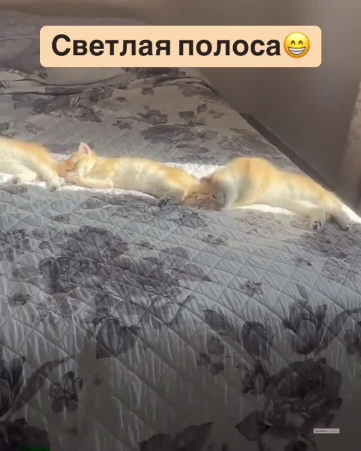 Утренние моционы)