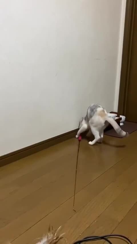 Самостоятельный котейка)