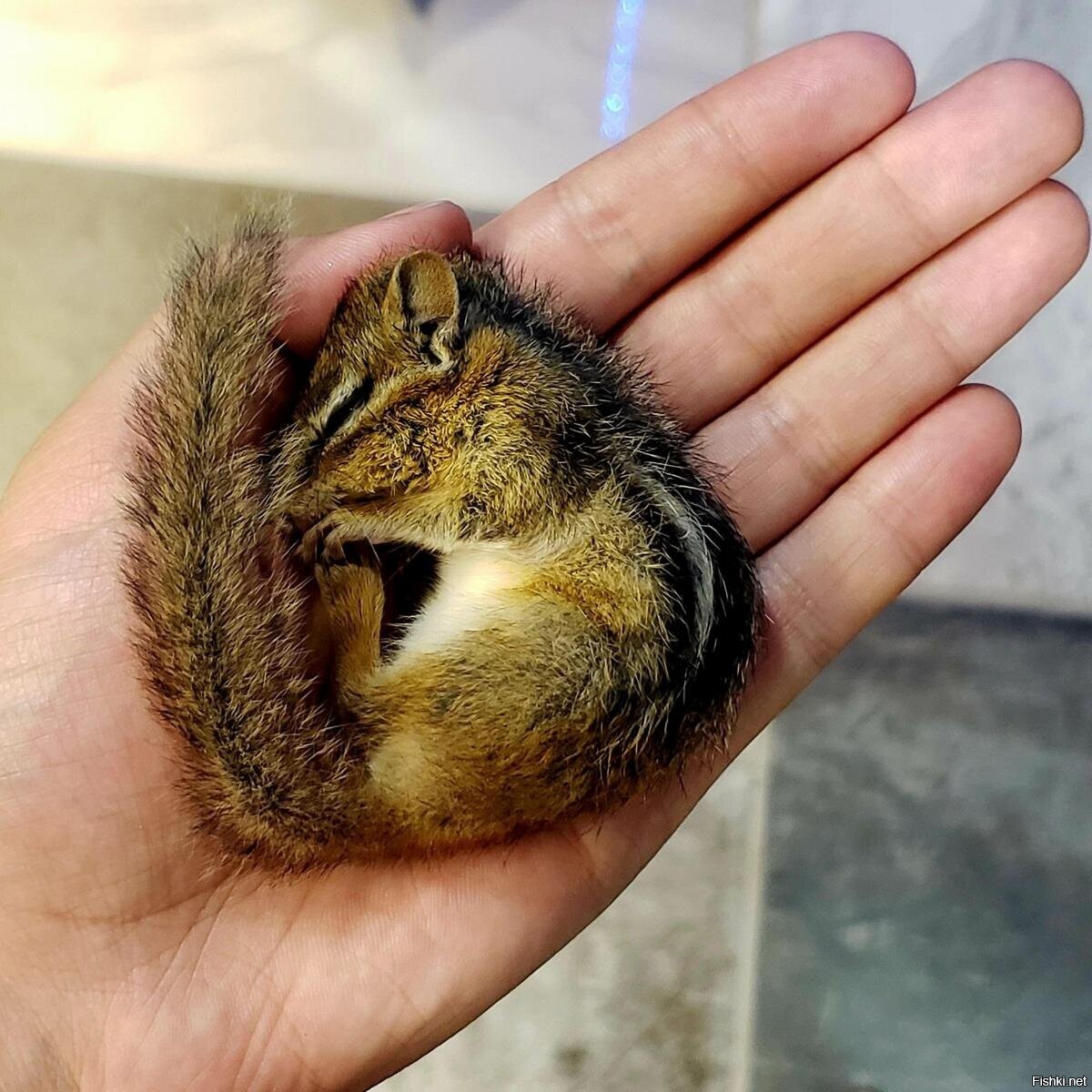 Солянка