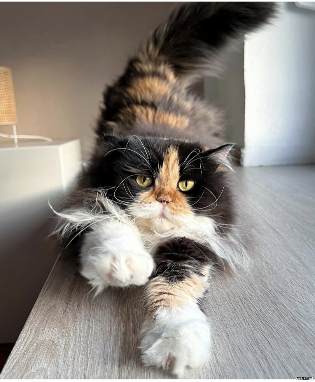 Солянка
