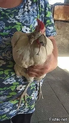 Солянка