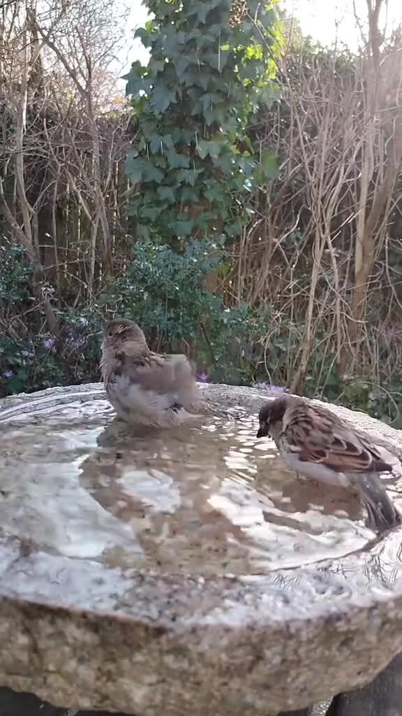 Утренние купания)