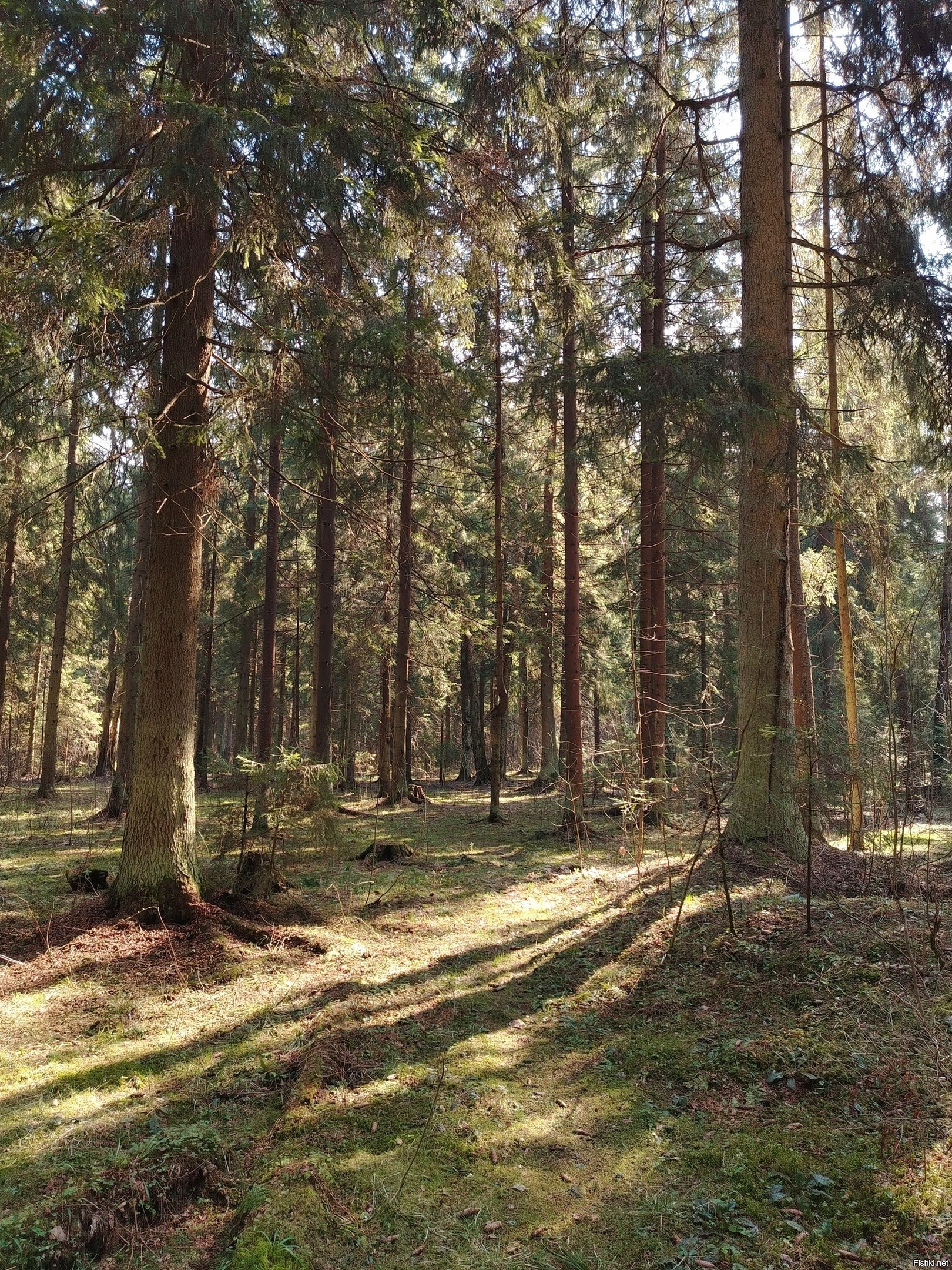 Солянка