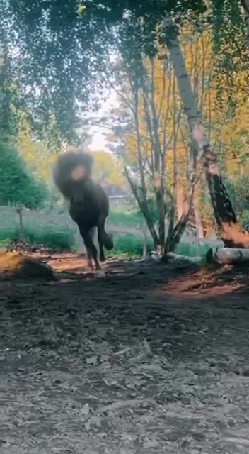 Гривастый красавец)