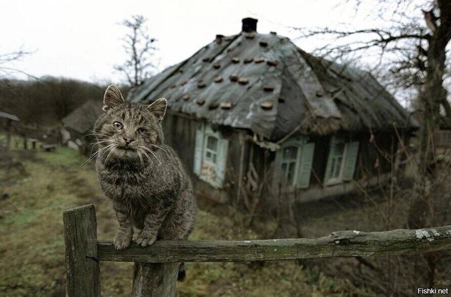 Солянка