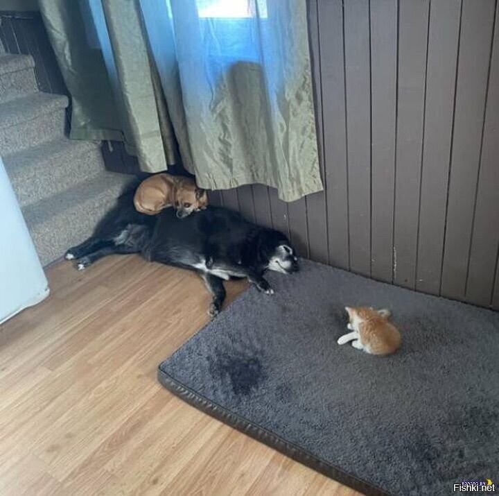 Солянка