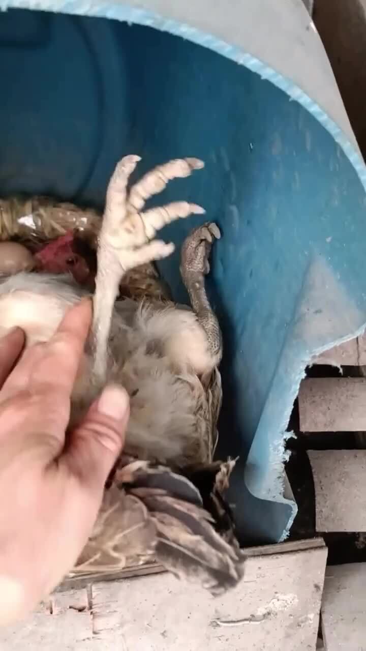 Спала без задних ног)