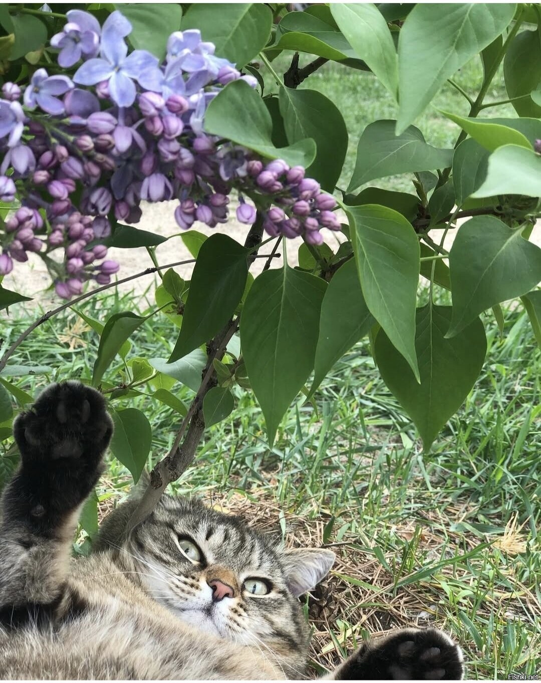 Солянка