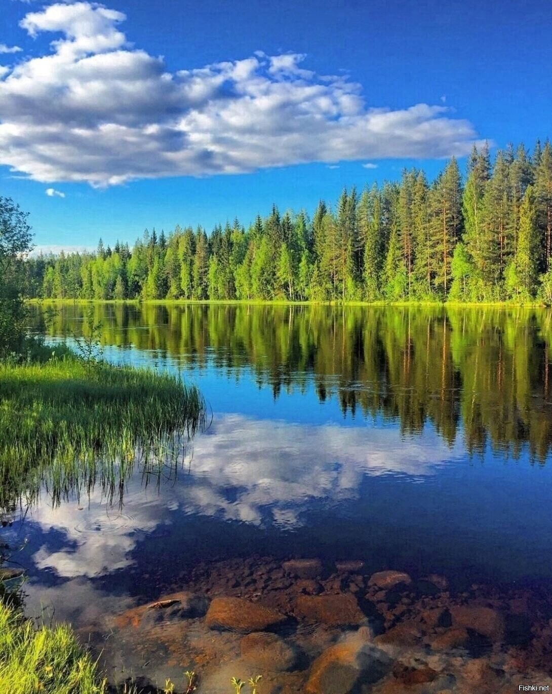 Солянка