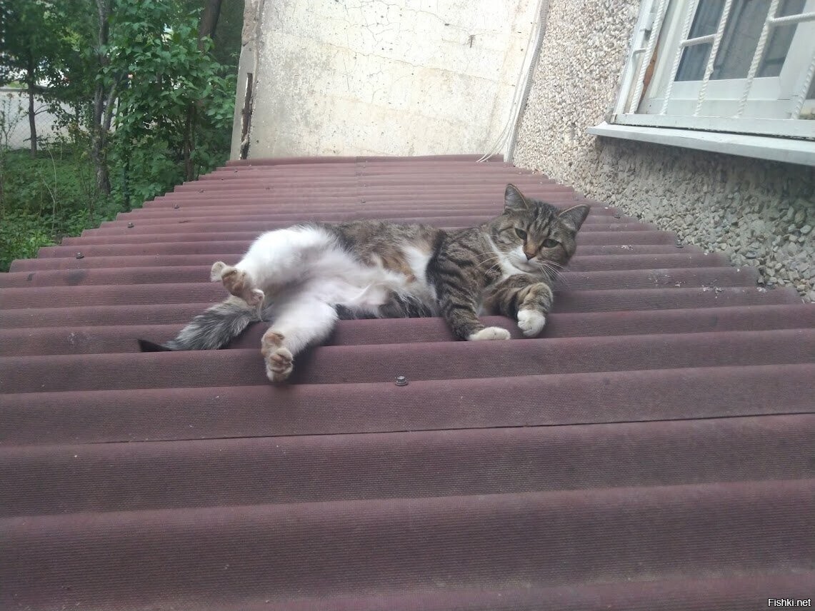 Потягушки котика около моего подъезда)