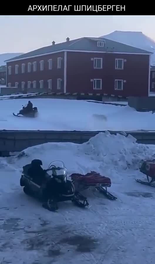 С этим зверем шутки плохи 