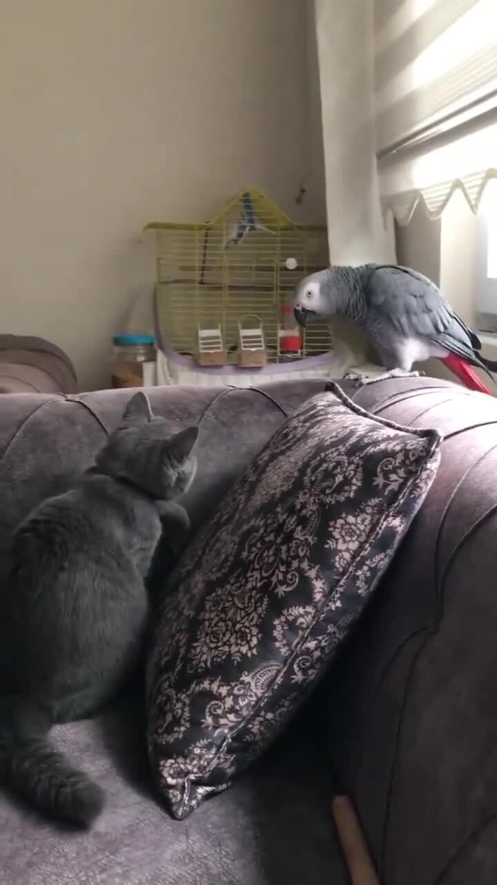 Хитрый попугай научился имитировать голос хозяина, чтобы успокаивать кота, ко...