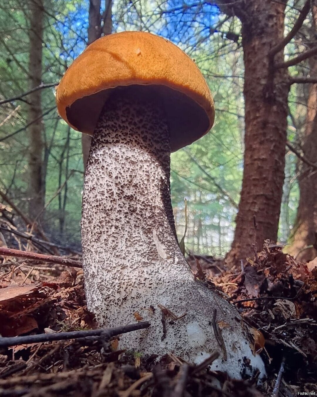 Солянка