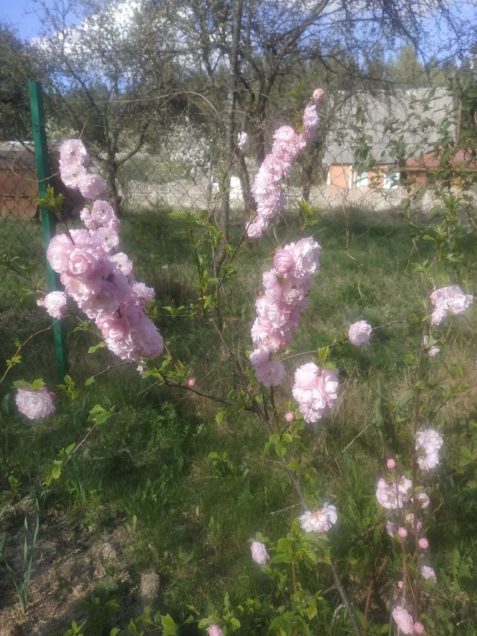 В Засулье цветёт сакура