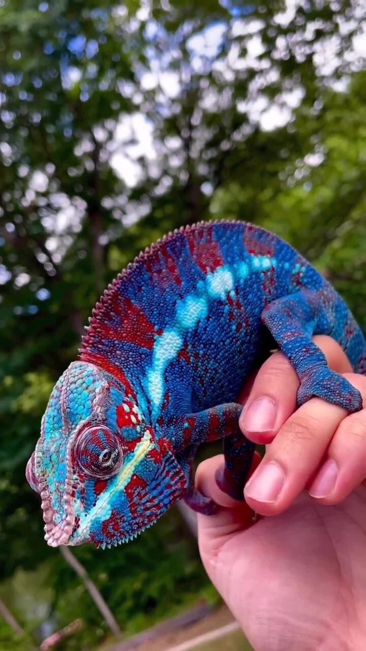 Мадагаскарский хамелеон