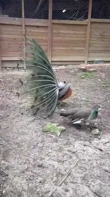 отпавлинил