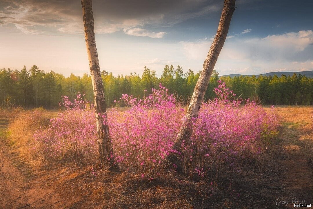 Рододендрон даурский в Чите, Забайкалье