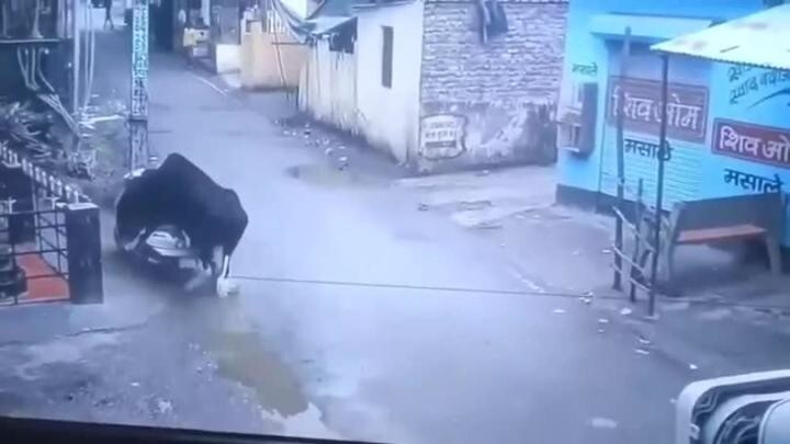 Вероятность, что бык угонит ваш мотоцикл, ничтожно мала  