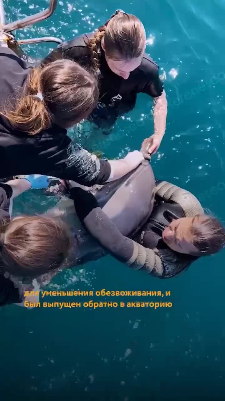 Видео спасения истощённого и раненого дельфина у берегов Балаклавы показали в...