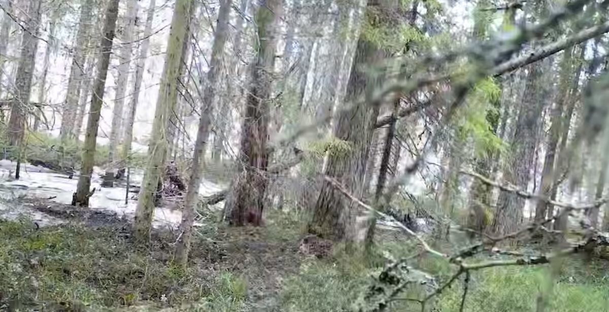 В российском заповеднике живёт дятел, уничтожающий фотоловушки