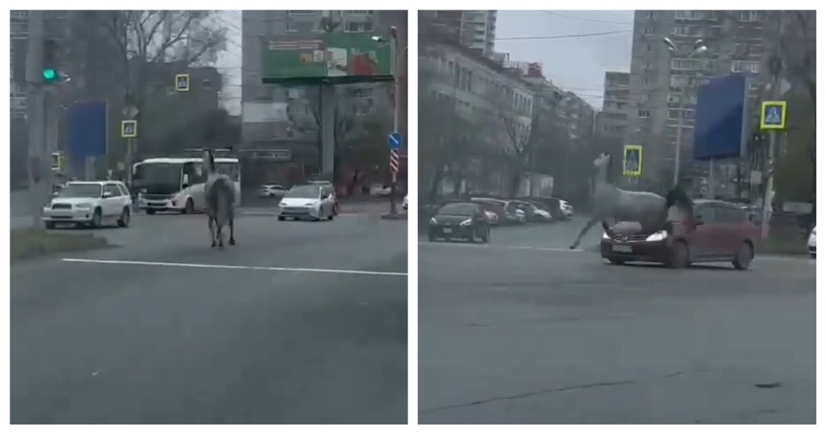 Конь сбежал от хозяина и устроил ДТП в Хабаровске