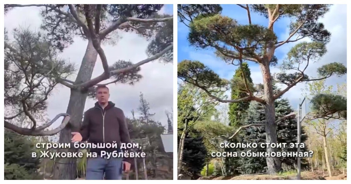 Сколько стоит посадить сосну на Рублёвке