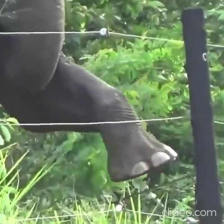 Шандарахнет