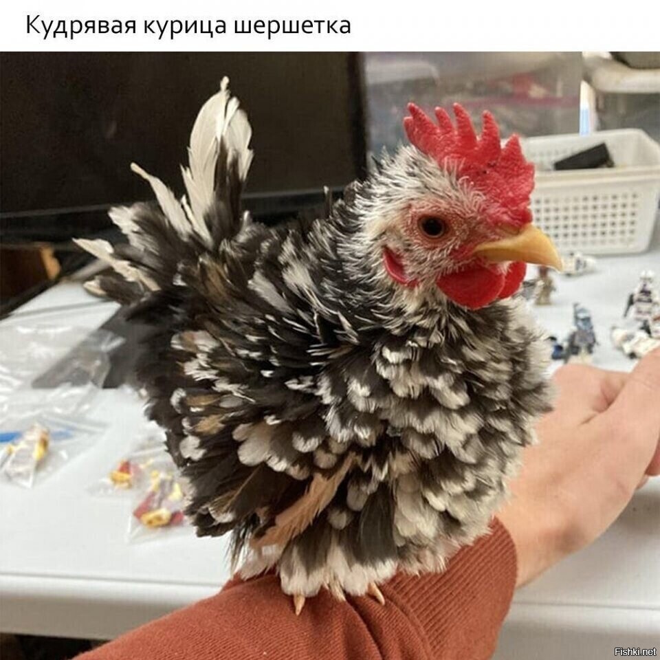 Солянка