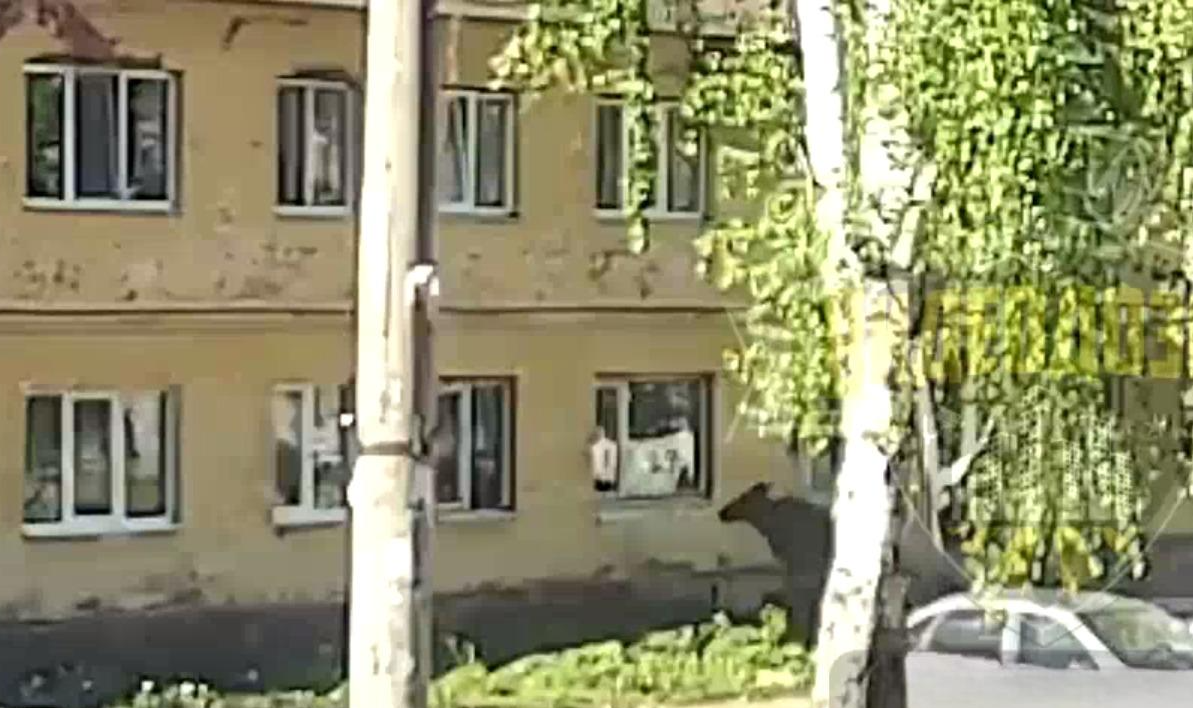 Попытка лося запрыгнуть в окно квартиры
