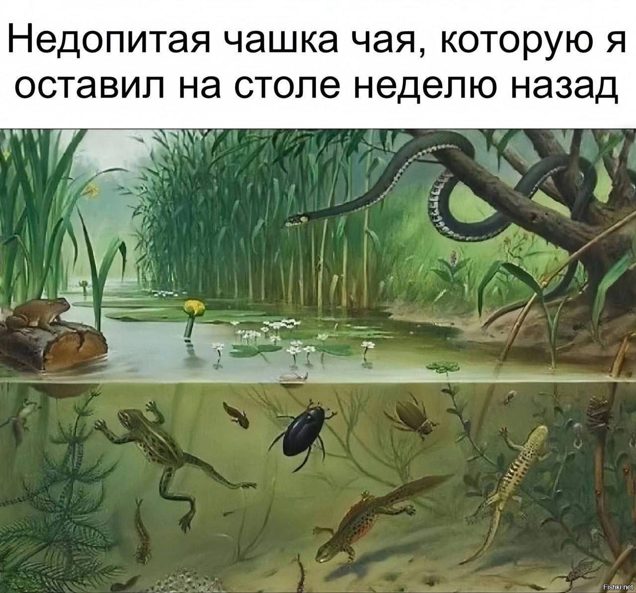 Солянка