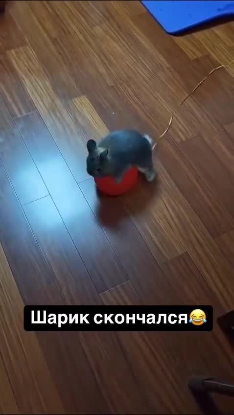 Инстинкт остался