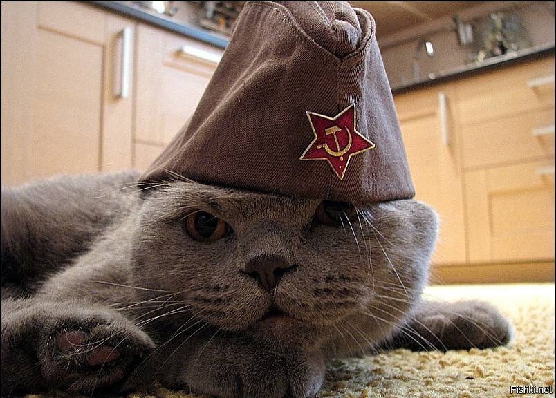 Солянка