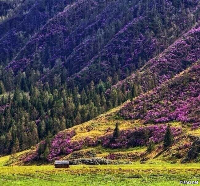 Солянка