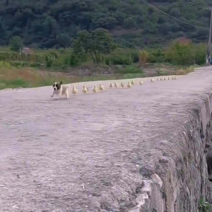 Утренняя прогулка)