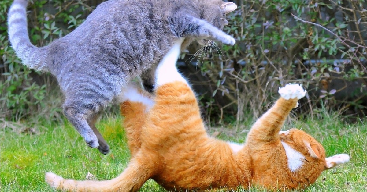 Коты те ещё рестлеры
