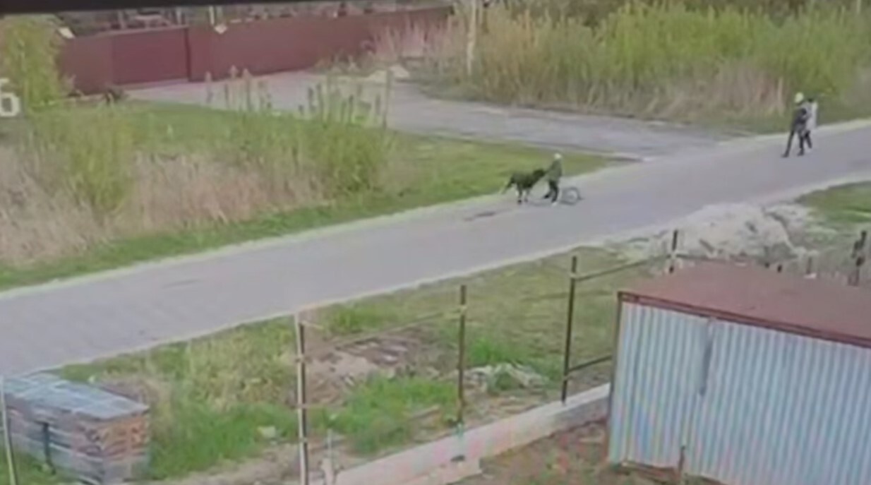 Алабай напал на ребёнка в Подмосковье