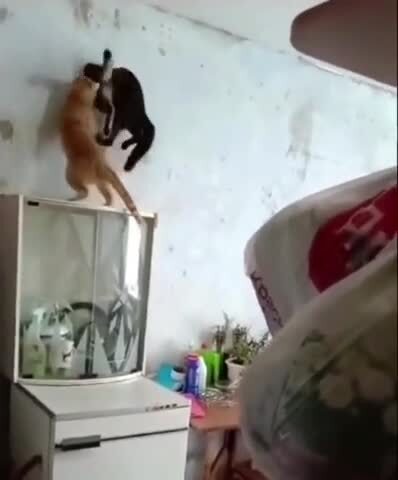 Братва нас спалили