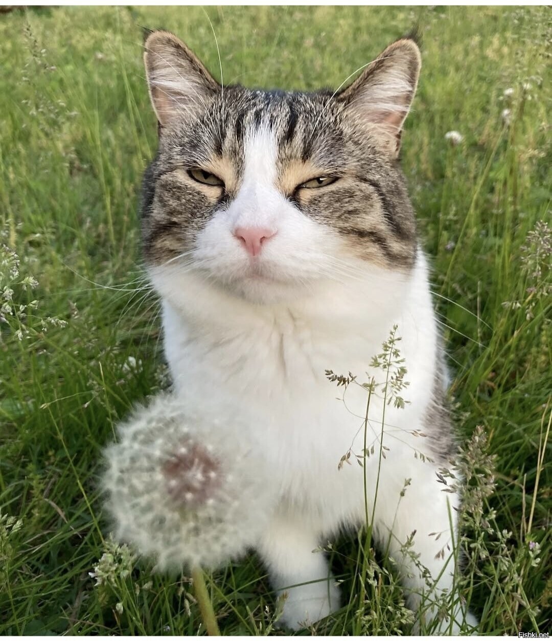 Солянка