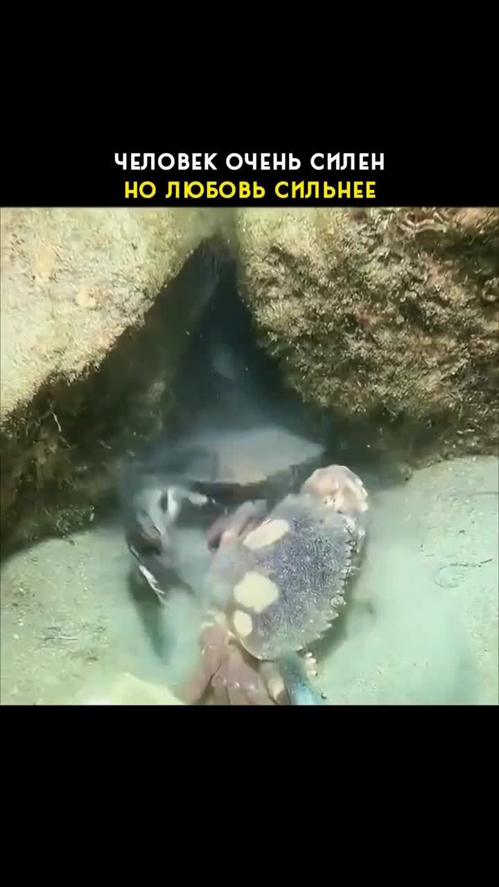 Чувства