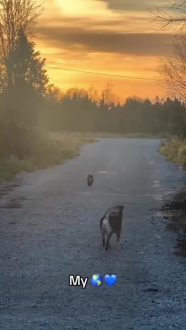 Радостное возвращение)