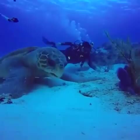 Какие огромные морские черепахи бывают