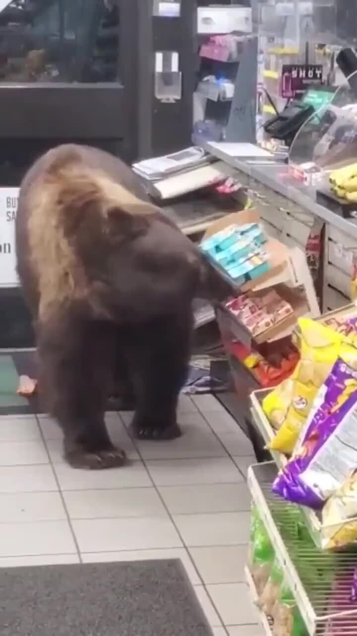 Скромный медведь